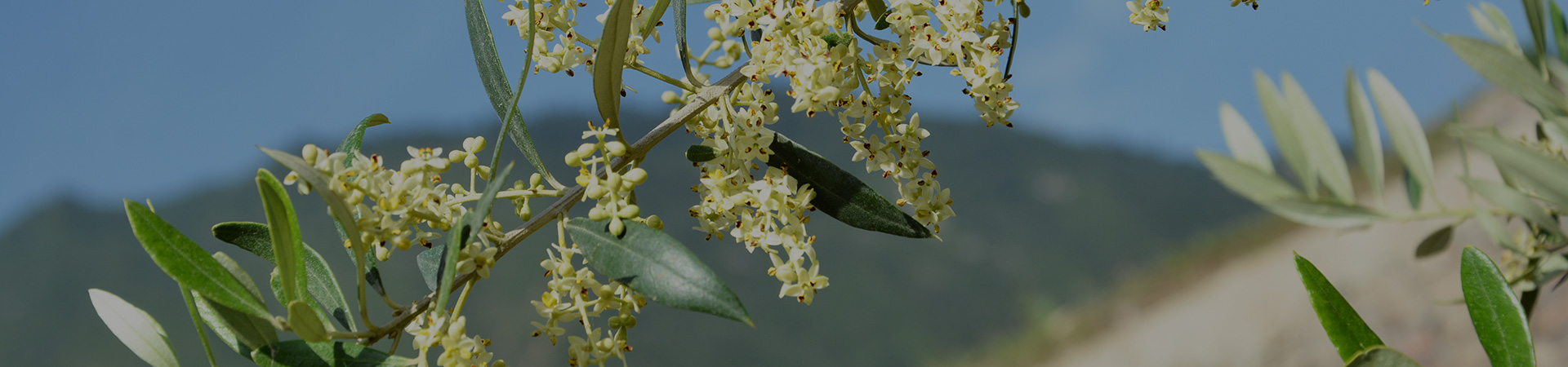 種植優(yōu)勢內(nèi)頁大圖