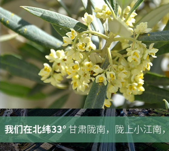 武都的氣候、土壤等與地中海沿岸極其相似，同處于世界頂級(jí)油橄欖黃金生產(chǎn)帶（32°58--33°36）年平均氣溫為14.7°，年日照時(shí)數(shù)1911..